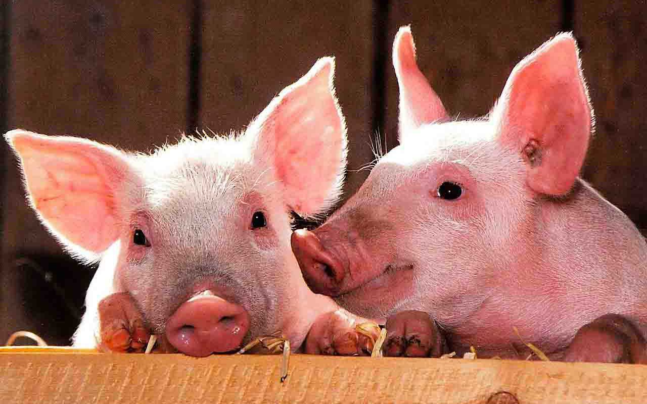 pigs-1507208_1280.jpg